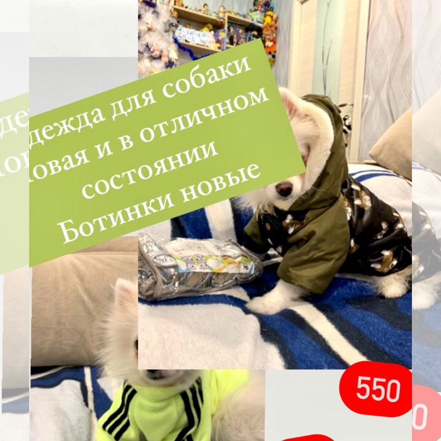 Одежда для собак