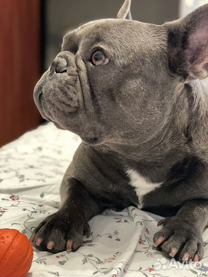 Французский бульдог кобель вязка