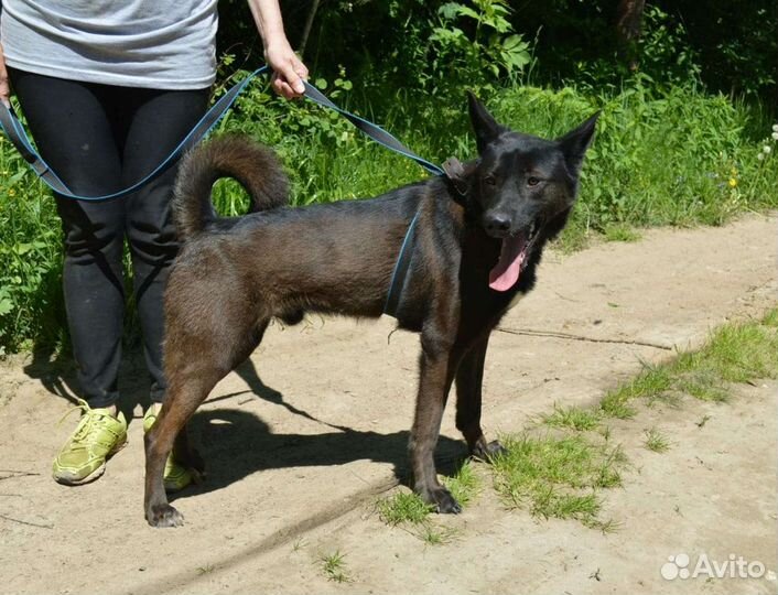 Собака в дар