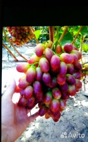 Саженцы винограда