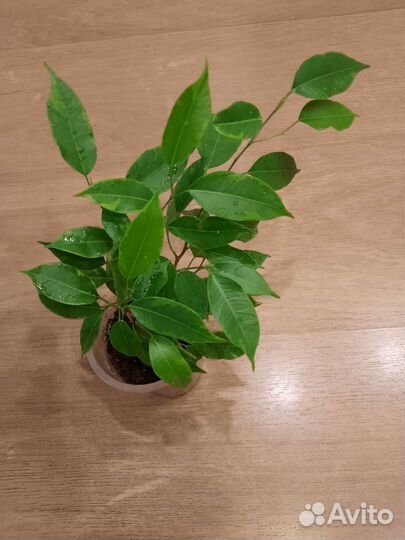 Фикус Кинки и другие сортовые фикусы