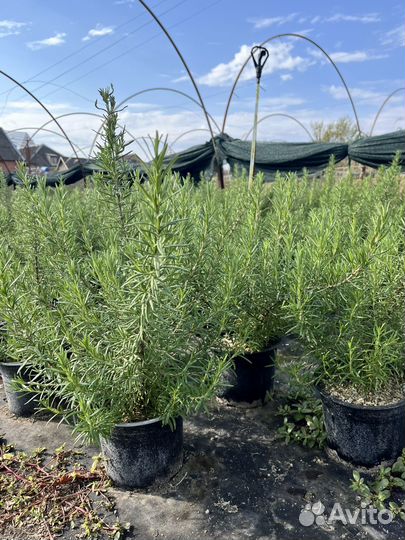 Розмарин в горшке