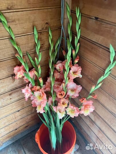 Цветы гладиолусы