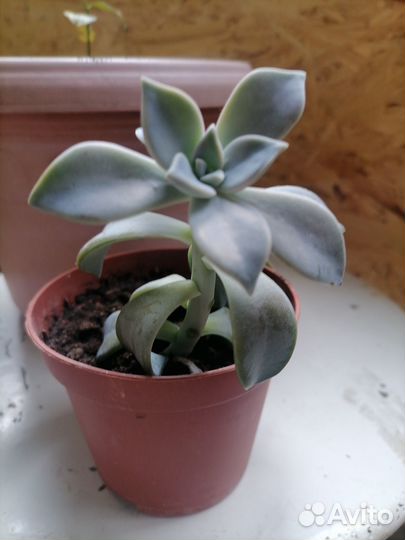 Продаю отростки растения с корешками