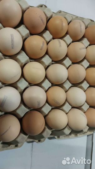 Мясо цысарок