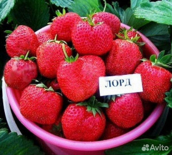 Саженцы клубники