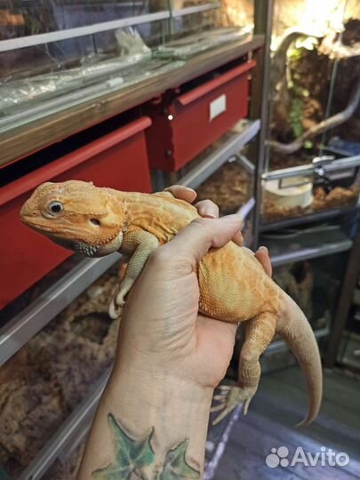 Бородатая агама