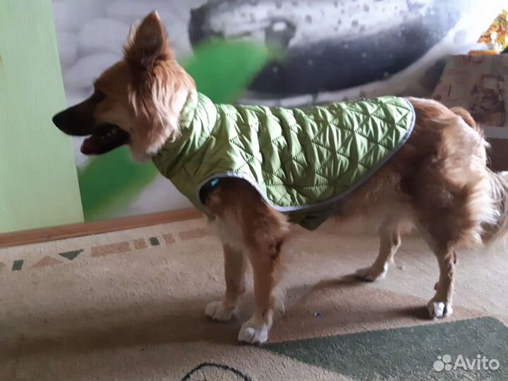 Дождевик для собаки