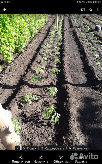 Рассада помидор