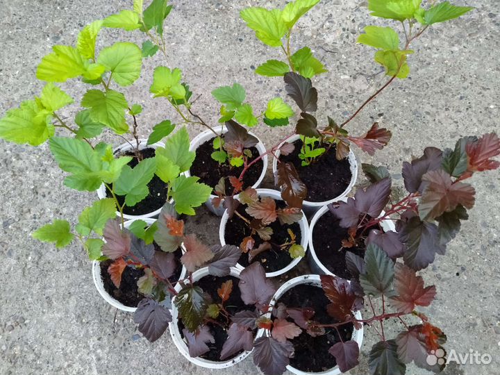 Дартс голд, Диаболо Д'ор