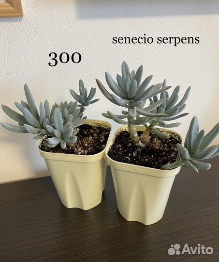 Суккуленты