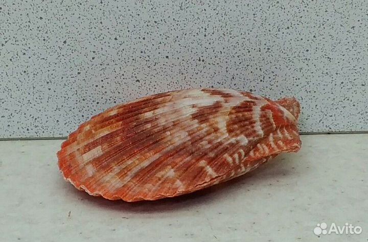 Гребешок 6,1*5,4 морская ракушка раковина