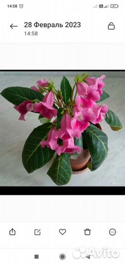 Глоксиния, Аглоэнема, бальзамин