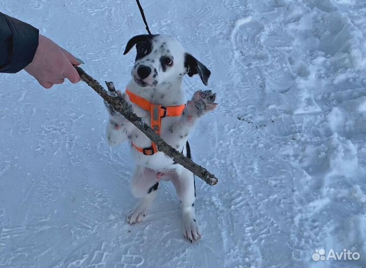 Далматинец