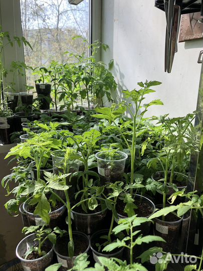 Отличная рассада ранних томатов и перцев