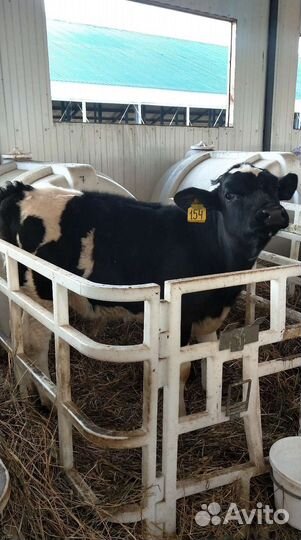 Холмогоры Голштины Бычок Теленок Телки