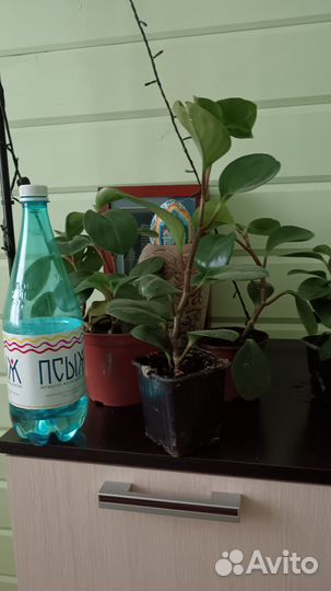 Комнатные растения(фикусы Бенджамина)
