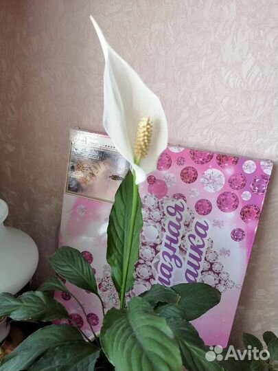 Спацифилум