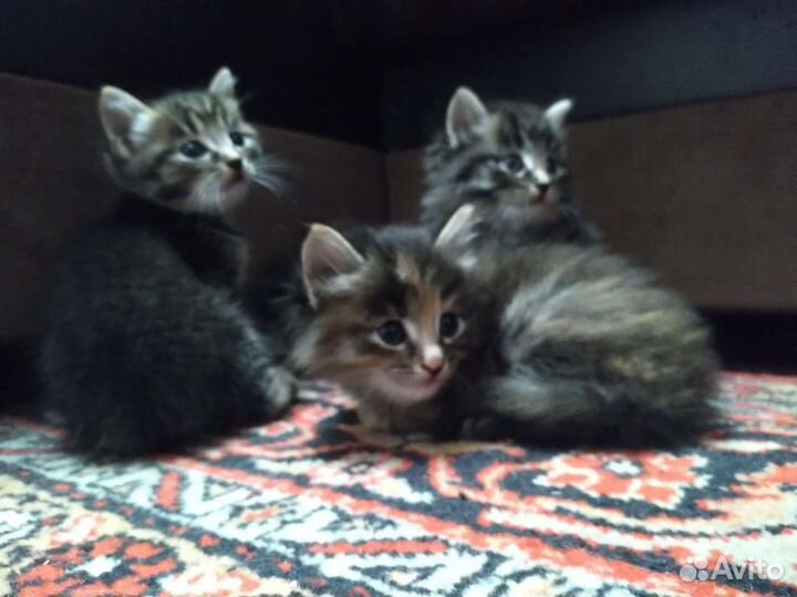 Сибирская кошка бесплатно