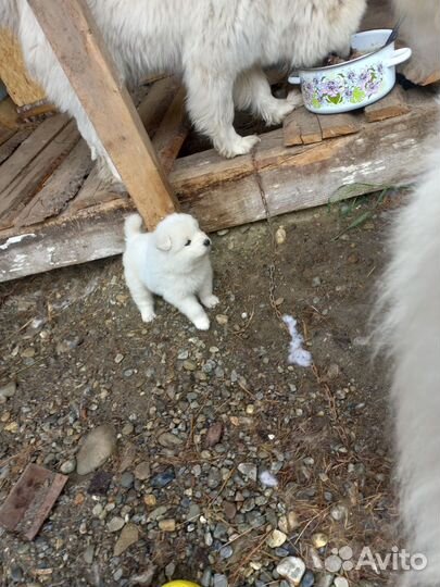 Самоедская лайка