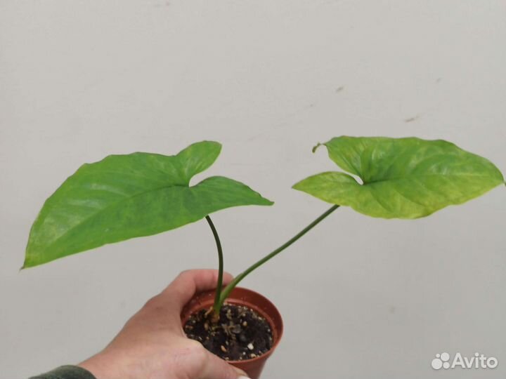 Сингониумы