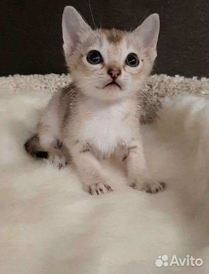 Чудо сингапура