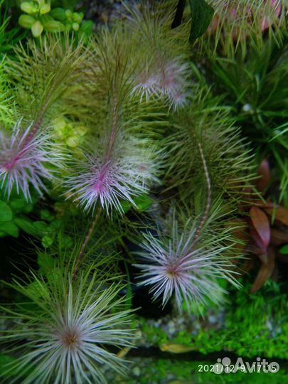 Аквариумные растения в ассортименте