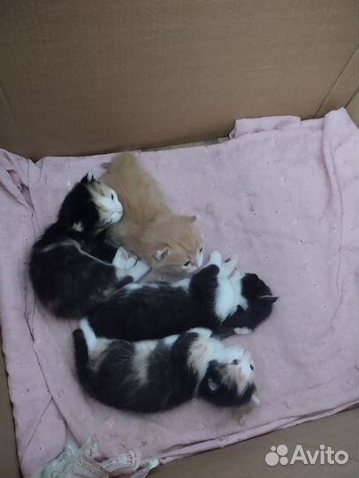 Котята в добрые руки