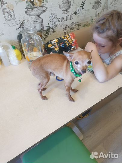 Мини той-терьер