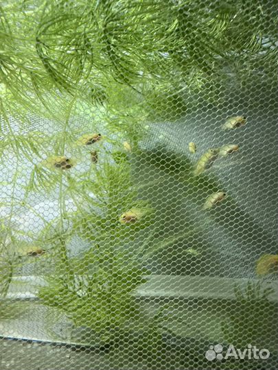 Лабидохромис еллоу