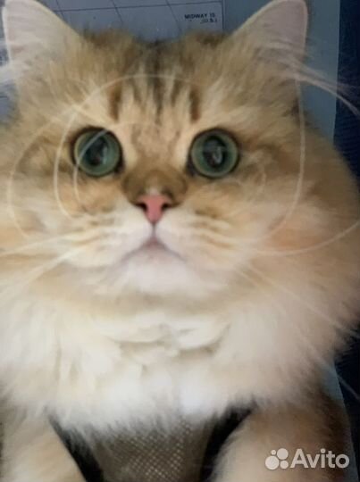 Вязка/продажа Шотландский прямоухий кот