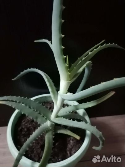 Комнатные растения, алоэ (столетник)