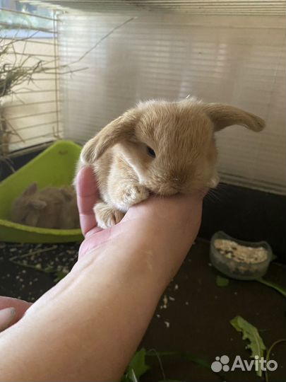 Декоративные кролики вислоухий баран