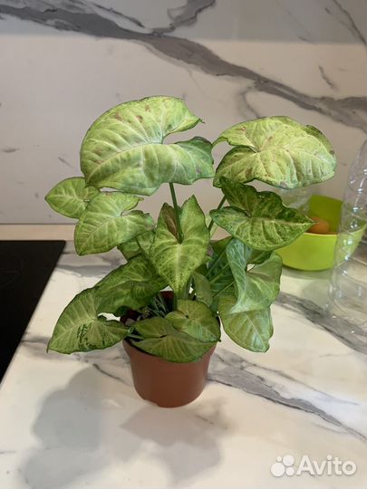 Сингониум сортовой