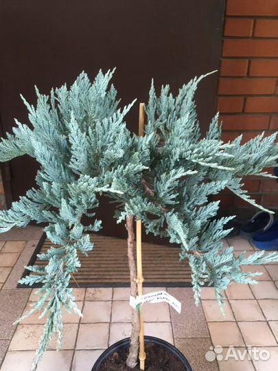 Можжевельник на штамбе