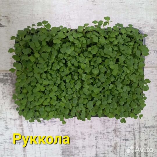 Микрозелень