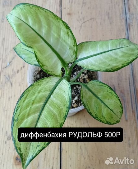 Комнатные растения