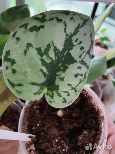 Сциндапсус платинум, сплеш Блю, леди, и т.д