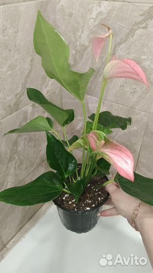 Антуриум Джоли пич на Подарок(Доставка)