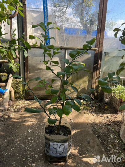 Лимонное дерево