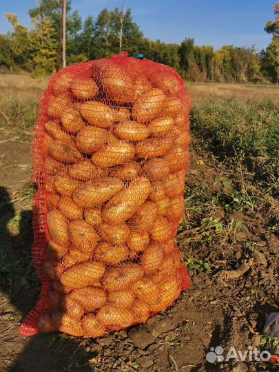 Продам картофель оптом
