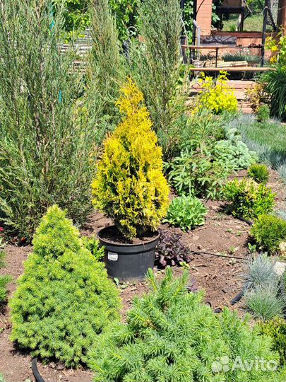 Туя западная Смарагд