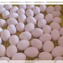 Инкубационное яйцо падуан, Малоярославец