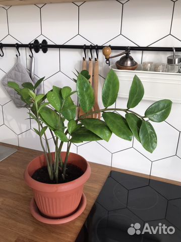 Замиокулькас