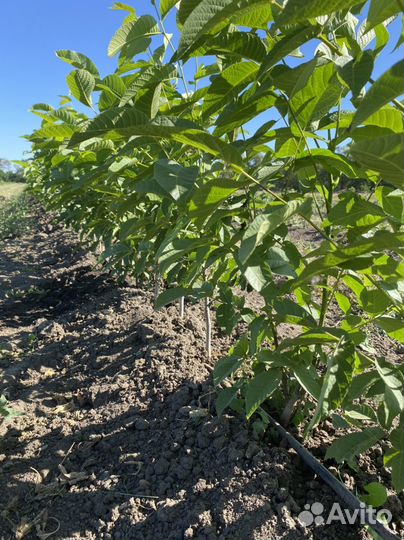 Грецкий орех саженцы 3-х летки