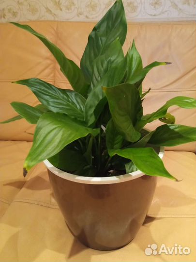 Спатифиллум