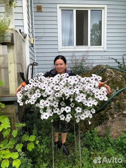 Рассада петунии, петуния каскадная сильвер тайфун