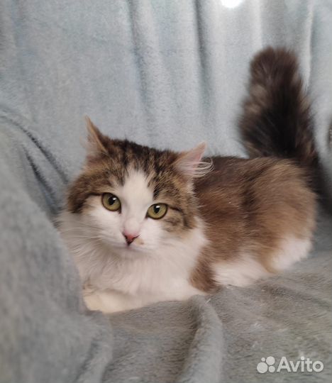 Кошка в дар