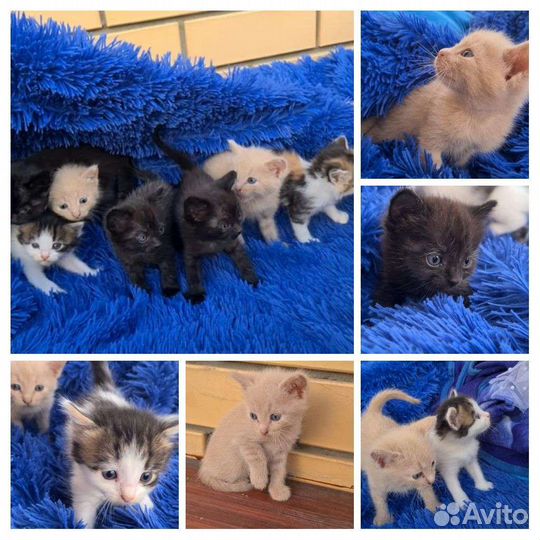 Кошки в добрые руки бесплатно