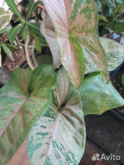 Сингониумы